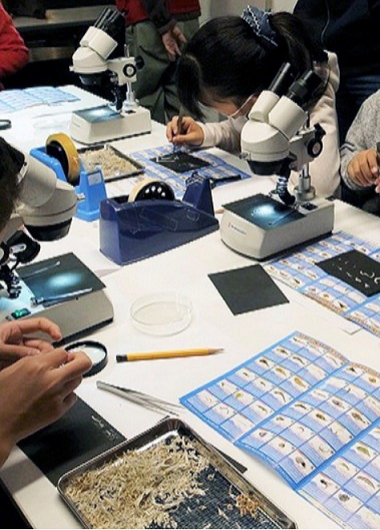 ちりめんモンスターを観察しよう