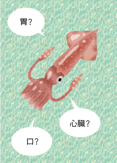 イカの解剖をしてみよう