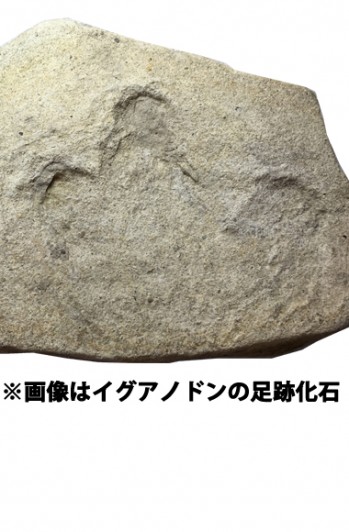 化石にさわってみよう