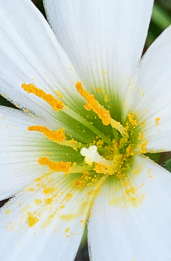 顕微鏡で見てみよう～花粉～